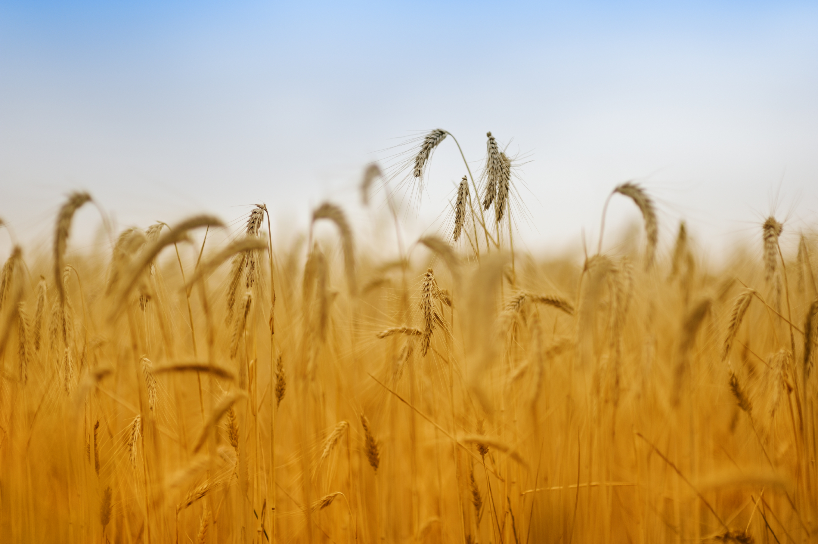 Gluten Intolerance